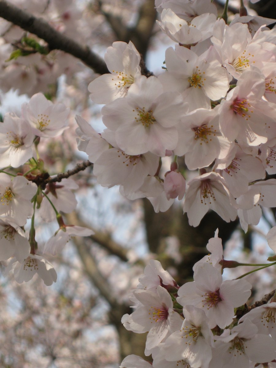 桜